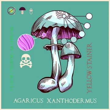 Yellow-staining mushroom Stock Illustration