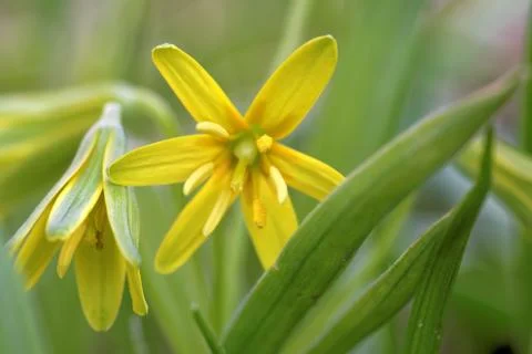 Yellow Star-of-Bethlehem Stock Photos
