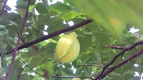 A yellow star fruit or starfruit hanging on the tree. Carambola. Video stock 153516657