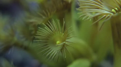 Yellow Star Polyp Coral Macro Stock Footage 12147402
