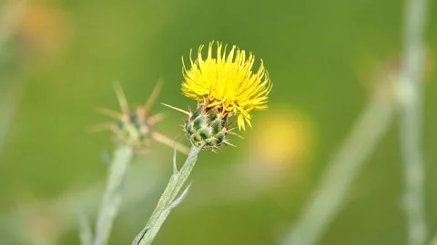 Yellow star-thistle flower, Centaurea solstitialis Stock Footage 157006096