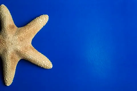 Yellow starfish on blue background, room for copy space Stock Photos