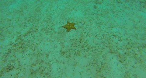 A yellow starfish at the ocean floor Video stock 42856853
