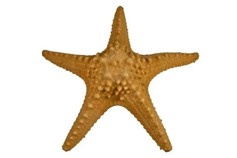 Yellow starfish Stock Photos