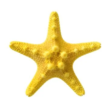 Yellow starfish Stock Photos