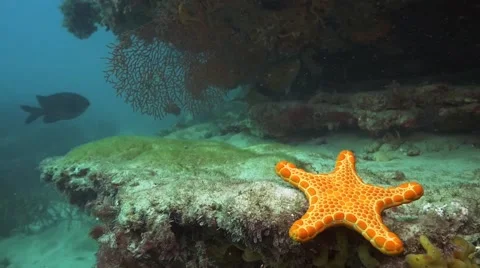 Yellow Starfish underwater. Video stock 49648576