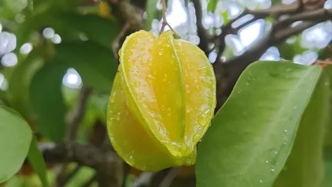Yellow Starfruit with Dew Drops on Tree 스톡 사진