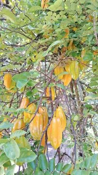 Yellow Starfruit Stock Photos