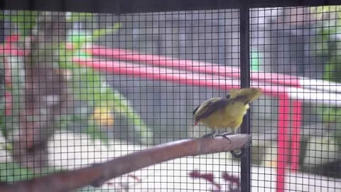 Yellow Starling Stock Footage 229821978