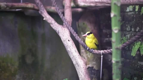 Yellow Starling Stock Footage 229821997
