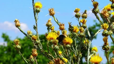 Yellow starthistle (Centaurea solstitialis L.), also known as St. Barnaby's.. Stock Footage 340129160