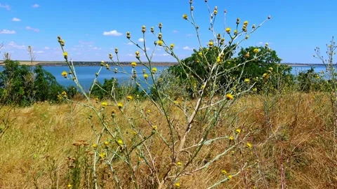 Yellow starthistle (Centaurea solstitialis L.), also known as St. Barnaby's.. Stock Footage 340129194