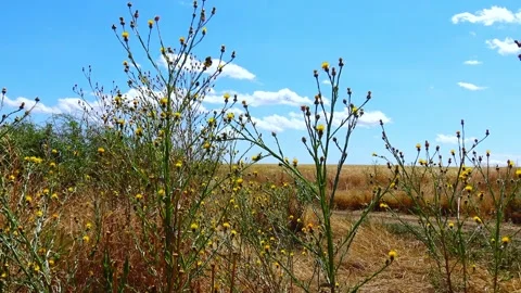 Yellow starthistle (Centaurea solstitialis L.), also known as St. Barnaby's.. Stock Footage 340129230