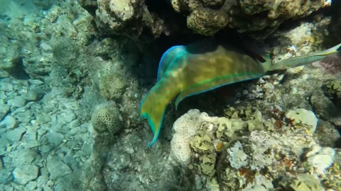 Yellow Steephead Parrotfish - So Close it’s Magical!  Video with Sound Vídeo Stock 232949113