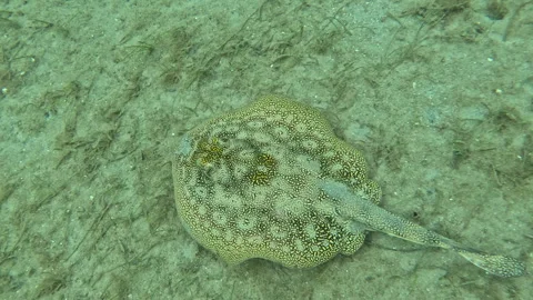 Yellow Stingray Creates Cloud of Sand While Foraging for Food Stock Footage 344928818