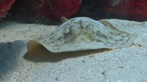 Yellow stingray Stock Footage 2752330