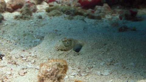 Yellow stingray hidden Stock Footage 108488395