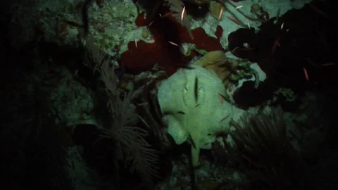 Yellow Stingray at Night 02 Stock-Footage 85140891