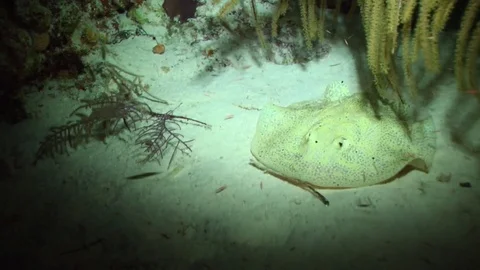 Yellow Stingray at Night Stock Footage 85127775