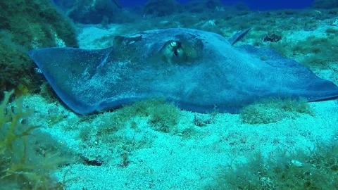 Yellow stingray resting on the sandy seabed in Fernando de Noronha, Brazil Stock Footage 337059436