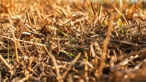 Yellow straw background texture. Dried grass background. Gold hay Foto stock