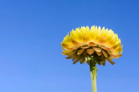 Yellow straw flower Stock Photos
