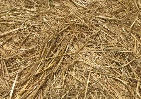 Yellow straw Stock Photos