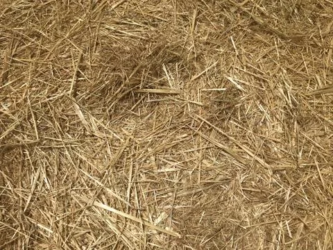 Yellow straw Stock Photos