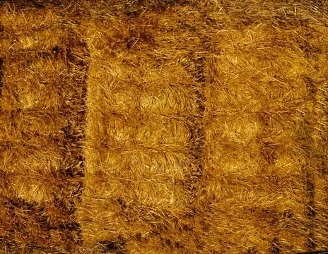 Yellow straw is pressed into bales .Texture or background. Stock Photos