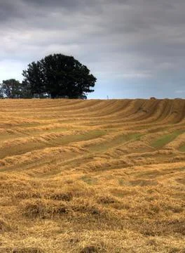 Yellow straw strips Stock Photos