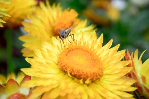 Yellow Strawflower  Stock Photos