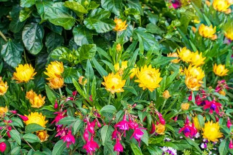 Yellow Strawflower Stock Photos