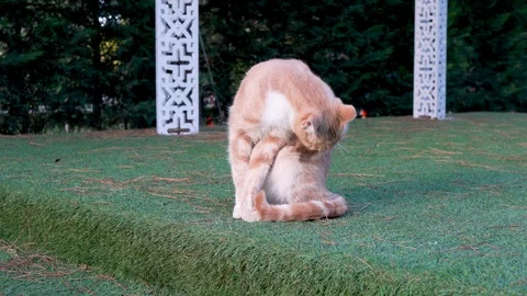 Yellow stray Cat cleaning 2 Stock Footage 97178643