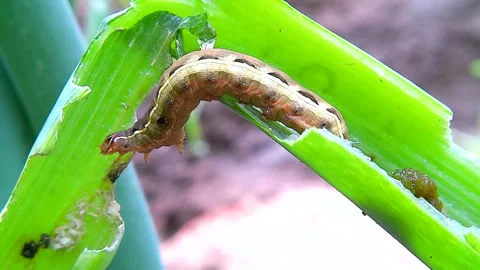 A Yellow-striped Armyworm crawling inside an onion green in a garden, 4k Stock Footage 341631718