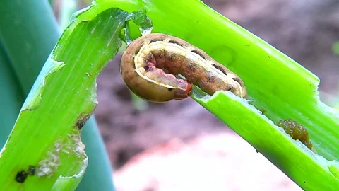 A Yellow-striped Armyworm feeding inside an onion green, 4k Stock Footage 338988472