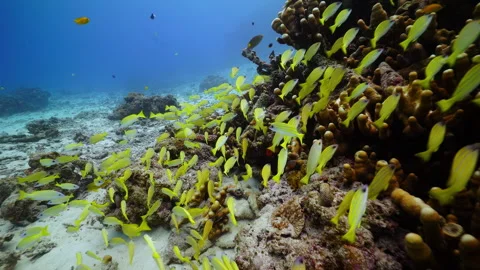 Yellow Striped Fish Swimming through Pillar Coral - Underwater Footage - 4K Stock Footage 333728279