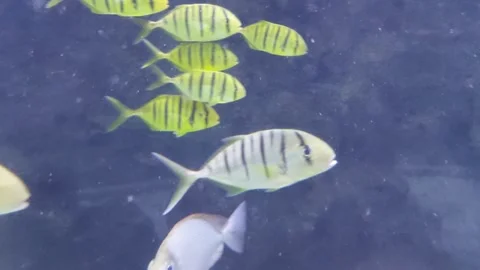 Yellow striped flat fish Stockbeeldmateriaal 259532397