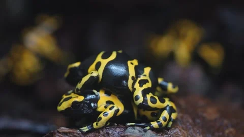 Yellow striped  frogs Stock Footage 244648372
