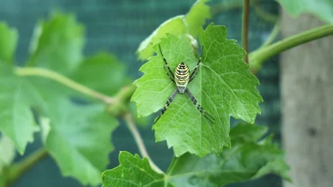 Yellow Striped Garden Spider Perched on Vine Leaf Stock Footage 345357012