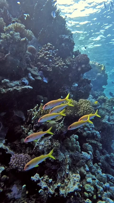 Yellow striped goatfish Stock Footage 319437438