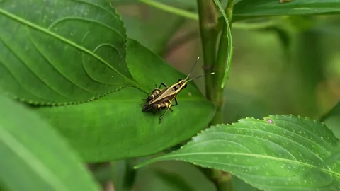 Yellow-Striped Monkey Grasshopper Perched on Wet Tropical Leaf Stock Footage 344951311