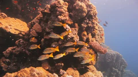Yellow striped snapper at the reef Stock Footage 22638926