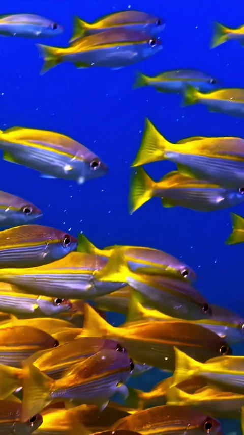 Yellow Striped Snapper School Swimming Together in Deep Blue Ocean Stock Footage 341536748