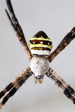 Yellow striped spider Foto stock