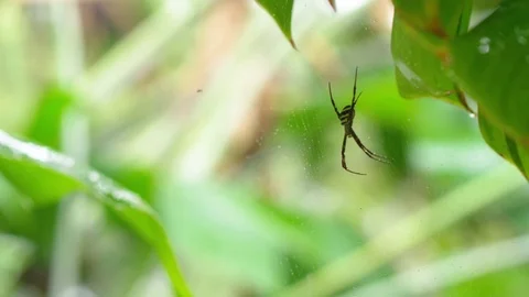 A yellow striped spider on web Stock Footage 79019749