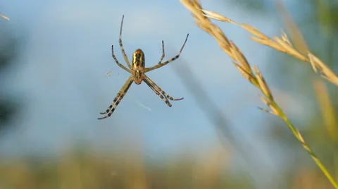 Yellow Striped Spider on Web HD Stock Footage 31211548