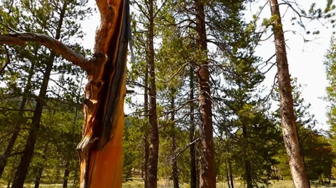 Yellow Striped Tree in a Pine Forest Video stock 38841887