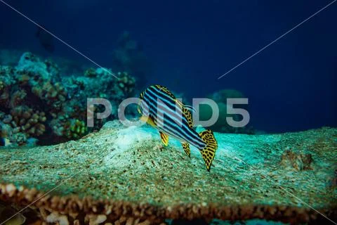 Yellow stripped fish Plectorhinchus vittatus on a table coral cleaning by cle Stock Photos