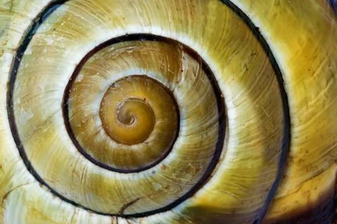 Yellow stripped snail shell Stock Photos