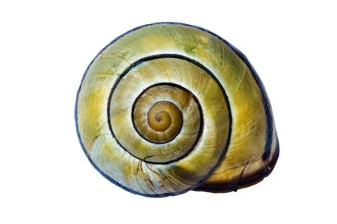 Yellow stripped snail shell Stock Photos